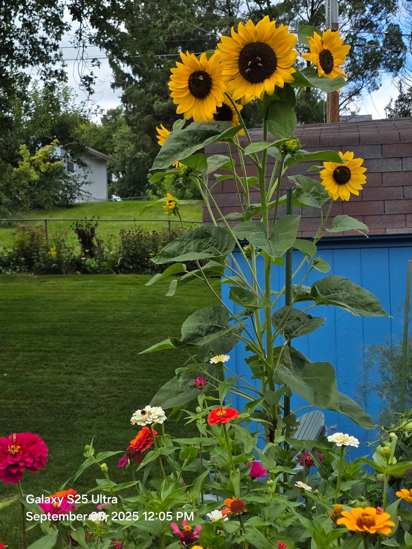 8114 9th Street, Rock Island, IL 61201