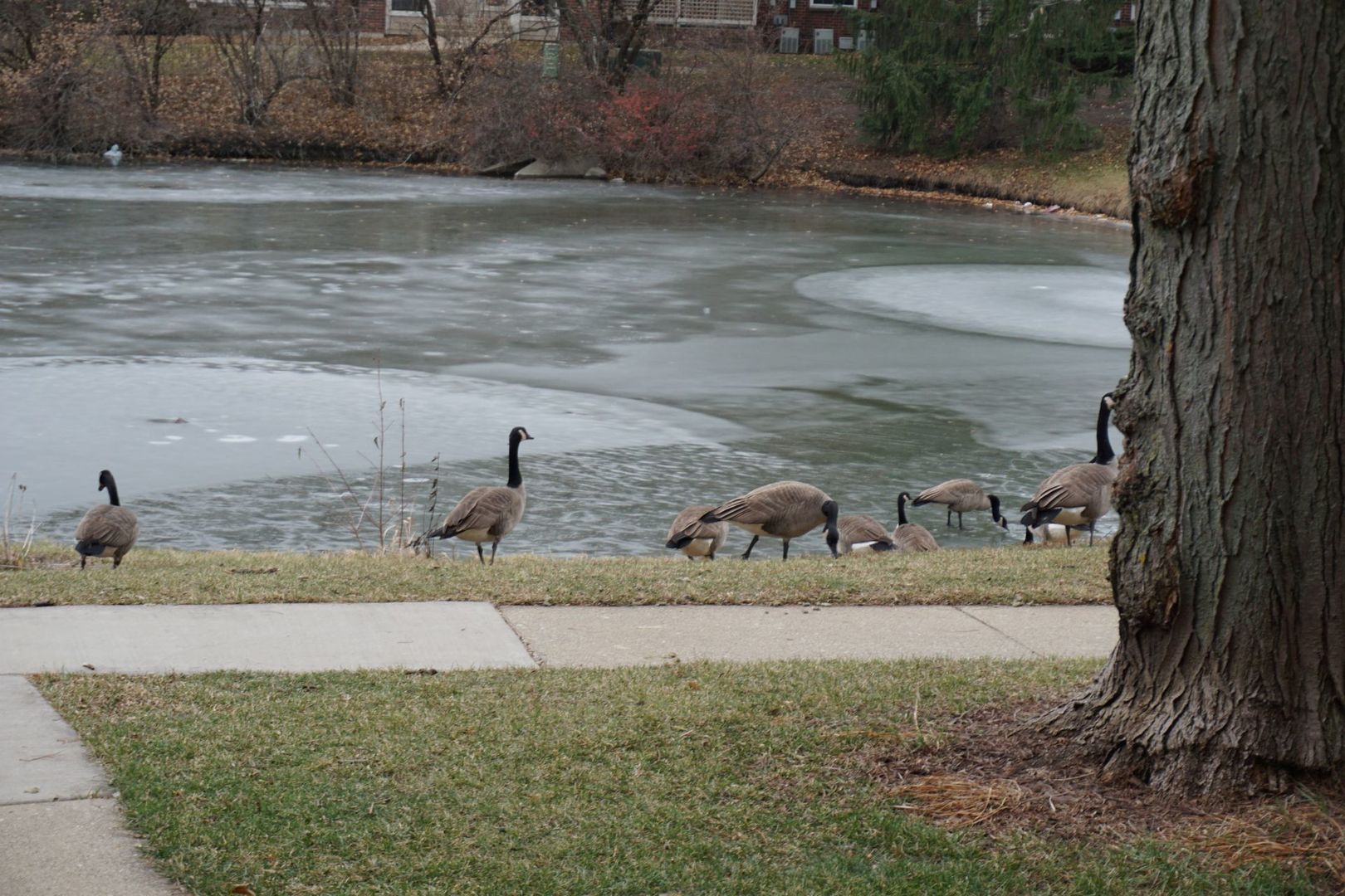 913 Casey Court, Schaumburg, IL 60173